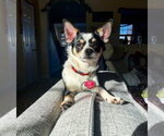 Small #5 Chihuahua
