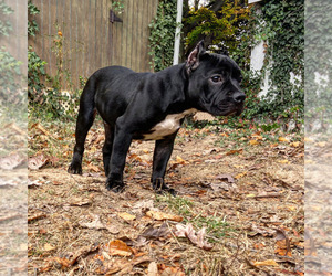 American Bully Puppy for sale in KENSINGTON, MD, USA