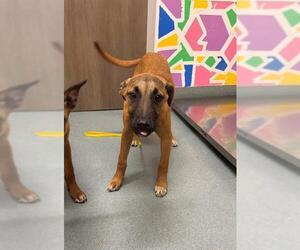 Mutt Dogs for adoption in Baytown, TX, USA