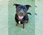 Small #4 Rottweiler Mix