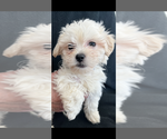 Small Photo #5 Zuchon Puppy For Sale in RAINBOW, CA, USA