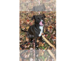 Small #8 Labrador Retriever Mix