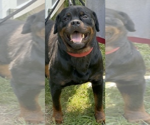 Father of the Rottweiler puppies born on 07/19/2022