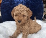Small #7 Goldendoodle (Miniature)