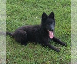 Small #1 German Shepherd Dog