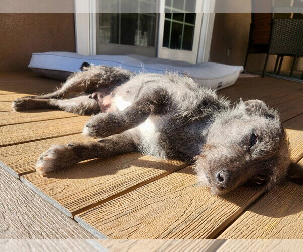 Medium Photo #3 Mutt Puppy For Sale in Salt Lake City, UT, USA