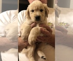 Small Photo #10 English Cream Golden Retriever Puppy For Sale in PHOENIX, AZ, USA