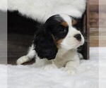 Small Photo #7 Cavalier King Charles Spaniel Puppy For Sale in CARLISLE, KY, USA