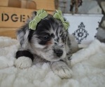 Small Photo #2 F2 Aussiedoodle Puppy For Sale in HONEY BROOK, PA, USA