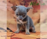 Small #7 Chihuahua