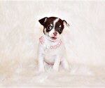 Puppy Elsa Chihuahua