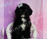 Small Photo #81 Poodle (Toy) Puppy For Sale in WARSAW, IN, USA