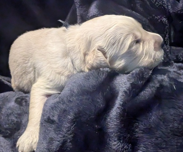Medium Photo #2 Golden Retriever Puppy For Sale in MODESTO, CA, USA