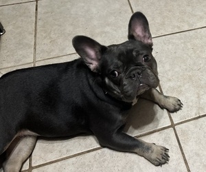 Mother of the French Bulldog puppies born on 04/01/2025