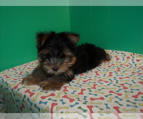 Medium Photo #3 Yorkshire Terrier Puppy For Sale in PATERSON, NJ, USA