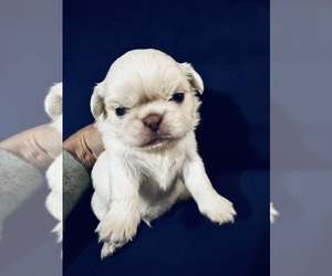 Pekingese Puppy for sale in LEACHVILLE, AR, USA