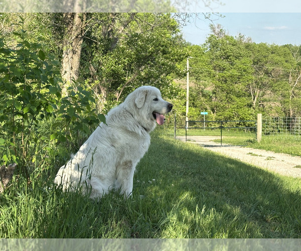 Medium Photo #1 Great Pyrenees Puppy For Sale in LUCAS, IA, USA
