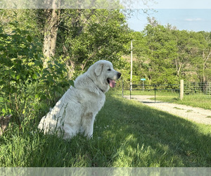 Mother of the Great Pyrenees puppies born on 04/01/2025