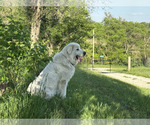 Small Photo #1 Great Pyrenees Puppy For Sale in LUCAS, IA, USA