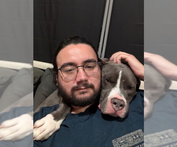 Medium Photo #2 American Pit Bull Terrier Puppy For Sale in Woodland Hills, CA, USA