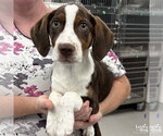 Small Mutt