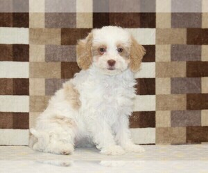 Bernedoodle (Miniature) Puppy for sale in DENVER, PA, USA