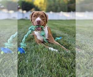 Medium American Pit Bull Terrier-Retriever  Mix