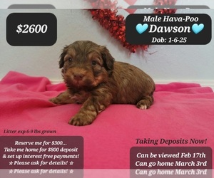Poovanese Puppy for sale in TUCSON, AZ, USA