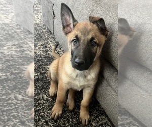 Malinois Puppy for sale in MORRISTOWN, AZ, USA