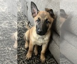 Small Photo #1 Malinois Puppy For Sale in MORRISTOWN, AZ, USA