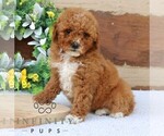 Small #1 Goldendoodle (Miniature)