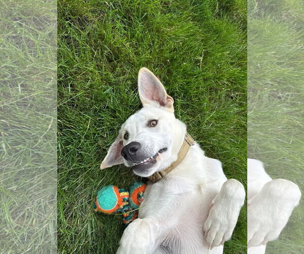 Medium Photo #5 Labrador Retriever-Unknown Mix Puppy For Sale in Alexander, AR, USA