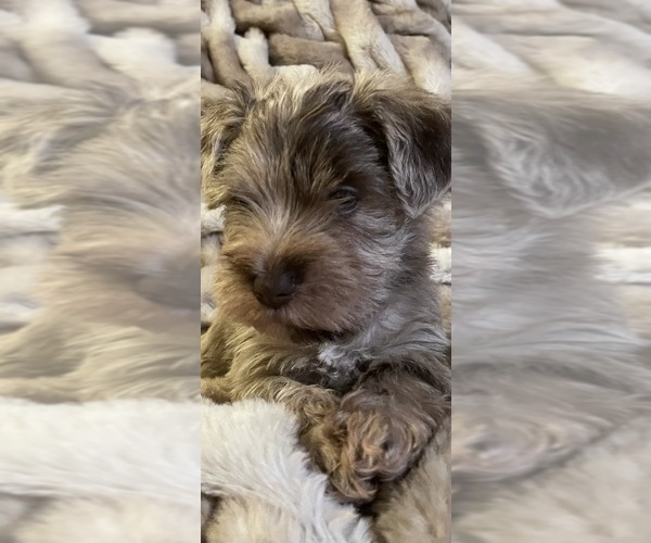 Medium Photo #11 Schnauzer (Miniature) Puppy For Sale in WALNUT COVE, NC, USA