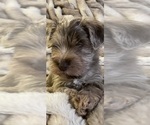 Small Photo #11 Schnauzer (Miniature) Puppy For Sale in WALNUT COVE, NC, USA