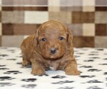 Small #2 Cavapoo (Miniature)
