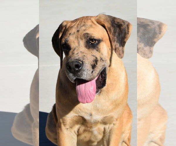 Medium Photo #1 Mutt Puppy For Sale in Hesperia, CA, USA