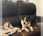 Small #1 Beagle Mix