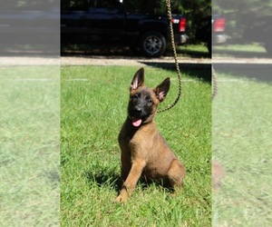 Belgian Malinois Puppy for sale in CONWAY, SC, USA