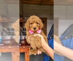 Small #1 Poodle (Standard)