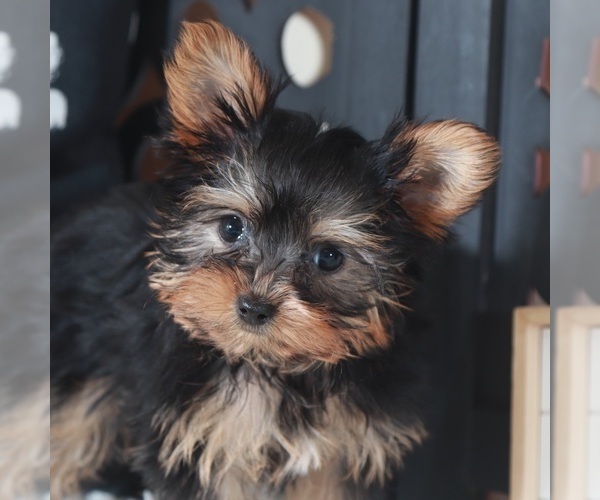 Medium Photo #4 Yorkshire Terrier Puppy For Sale in MOUNT VERNON, OH, USA