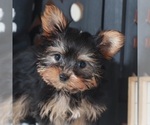 Small #3 Yorkshire Terrier