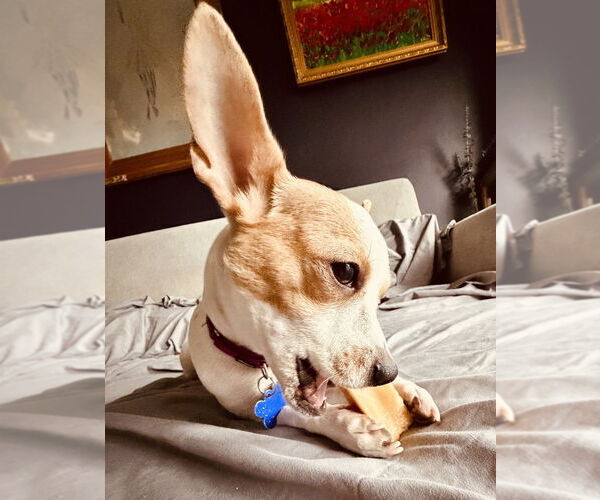 Medium Photo #20 Chihuahua Puppy For Sale in Oak Bluffs, MA, USA