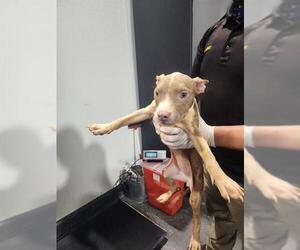 Mutt Dogs for adoption in Bakersfield, CA, USA