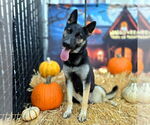 Small #2 German Shepherd Dog Mix