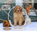 Small #1 Goldendoodle (Miniature)