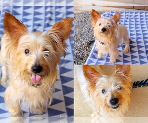 Norwich Terrier Dogs for adoption in Fort Wayne, IN, USA