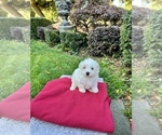 Small Photo #16 Maltese Puppy For Sale in HAYWARD, CA, USA