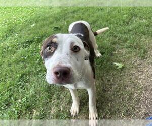 American Pit Bull Terrier-Unknown Mix Dogs for adoption in Tulsa, OK, USA