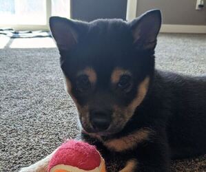 Shiba Inu Puppy for sale in SIOUX FALLS, SD, USA