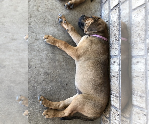 Medium Photo #4 Bullmastiff-Cane Corso Mix Puppy For Sale in KILLEEN, TX, USA